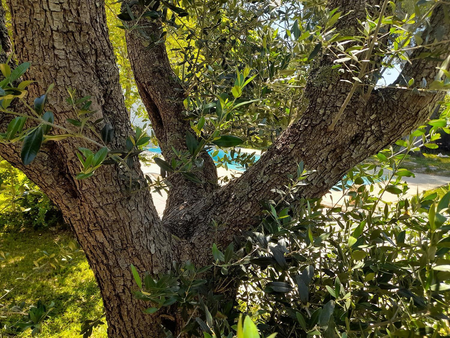 La Dimora Dei Gelsi Villa Castri di Lecce ภายนอก รูปภาพ